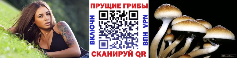 Галлюциногенные грибы прущие грибы  что такое наркотик  Кинель 